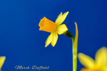 Load image into Gallery viewer, Sterling Silver Birth Month Flower Necklace